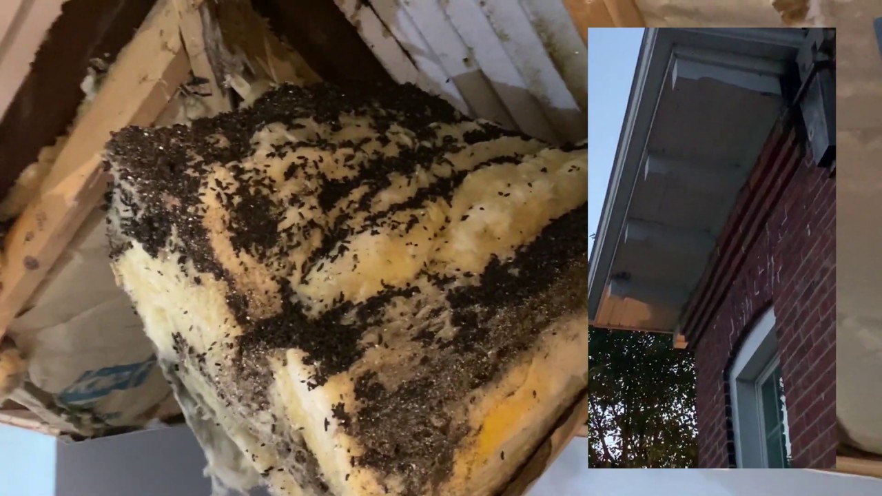 Attic Cleanout | Bat Guano and Contamination Removal | Fort Wayne, Indiana