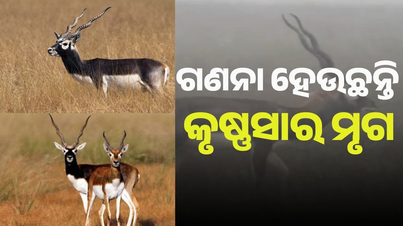 Rare Blackbuck Census Underway in Ganjam’s Aska Forest Area