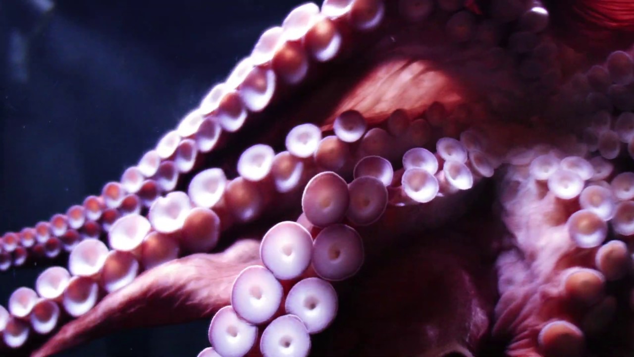 Millennium Jazz Orchestra release Octopus