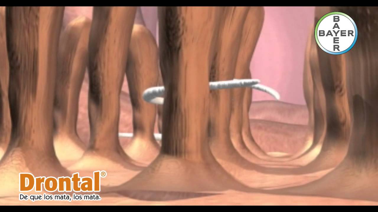 Anchilostoma