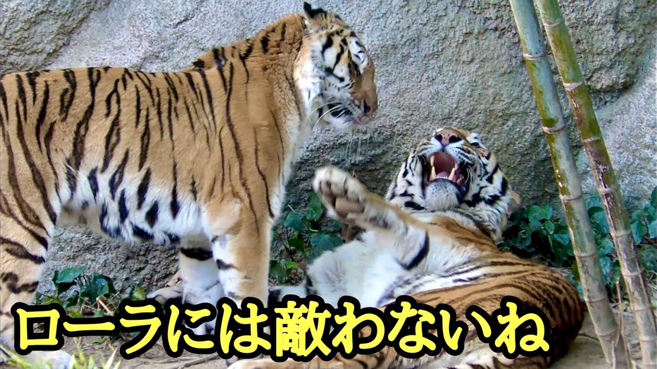 アムールトラ　ローラちゃんのアタックにソーンたじたじ【浜松市動物園】Amur tiger Lora Son Hamamatsu Zoo 