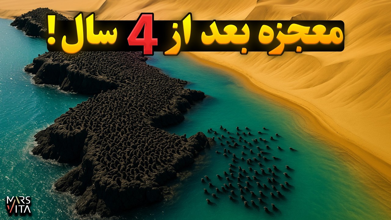 صد سگ آبی را در بیابان رها کردند! نتیجه بعد از 4 سال شوکه کننده بود
