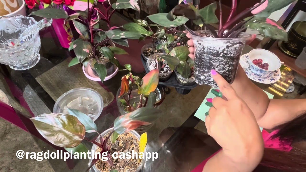 The Philodendron Pink PrincessGuide Book