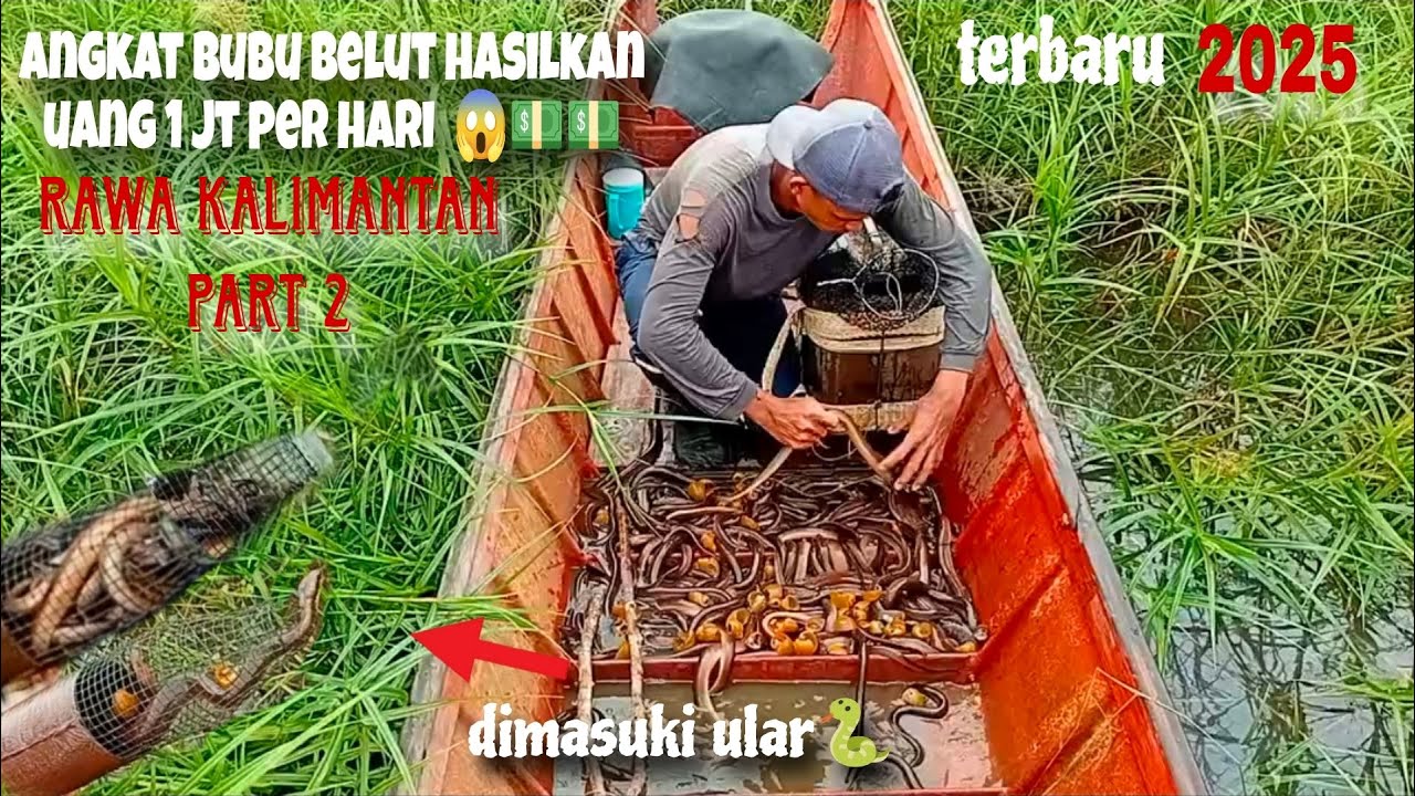 Angkat bubu belut di rawa kalimantan part 2