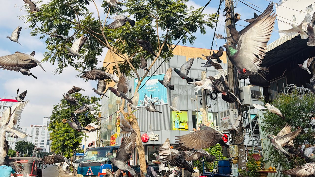 Flying in a flock of cute, gentle pigeons, I was so happy when I saw them.