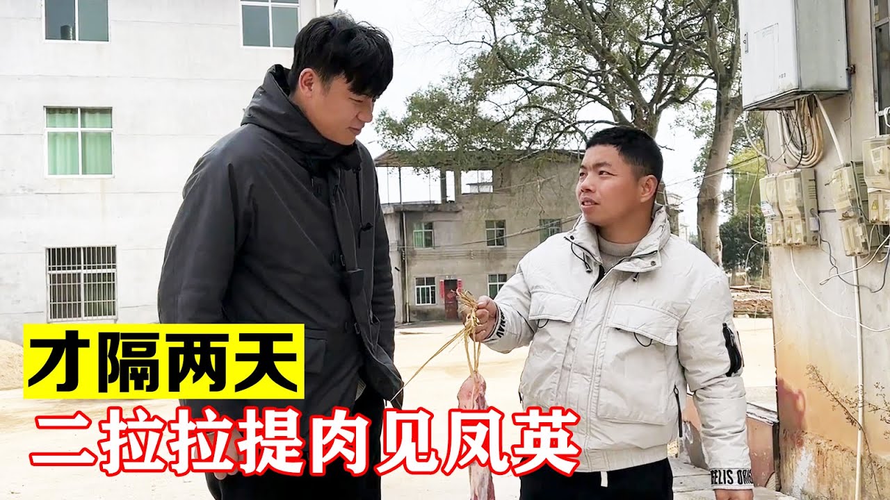 才隔两天二拉拉提肉想见凤英，上次一别，这次不知能否顺利相见【海派大龙】