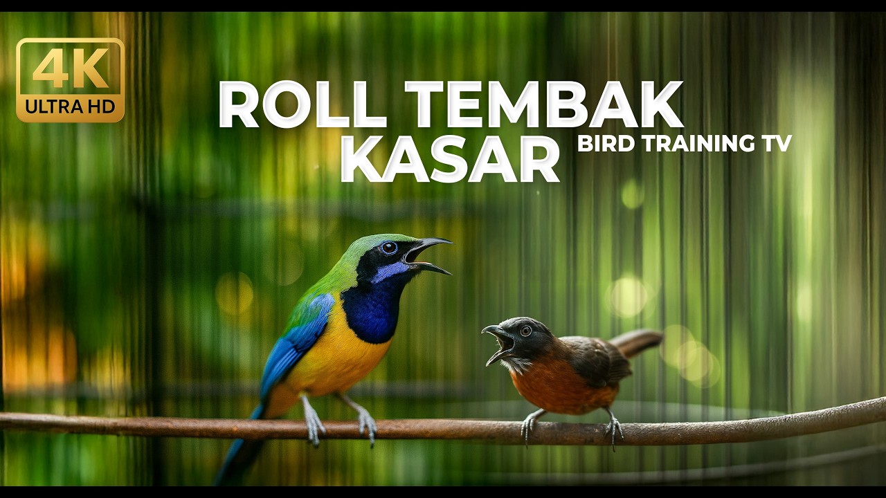 🔴 Live Masteran Tepus Kepala Abu Gacor Kasar vs Cucak Cungkok Super Gacor Isian Kastem Greja Kunti