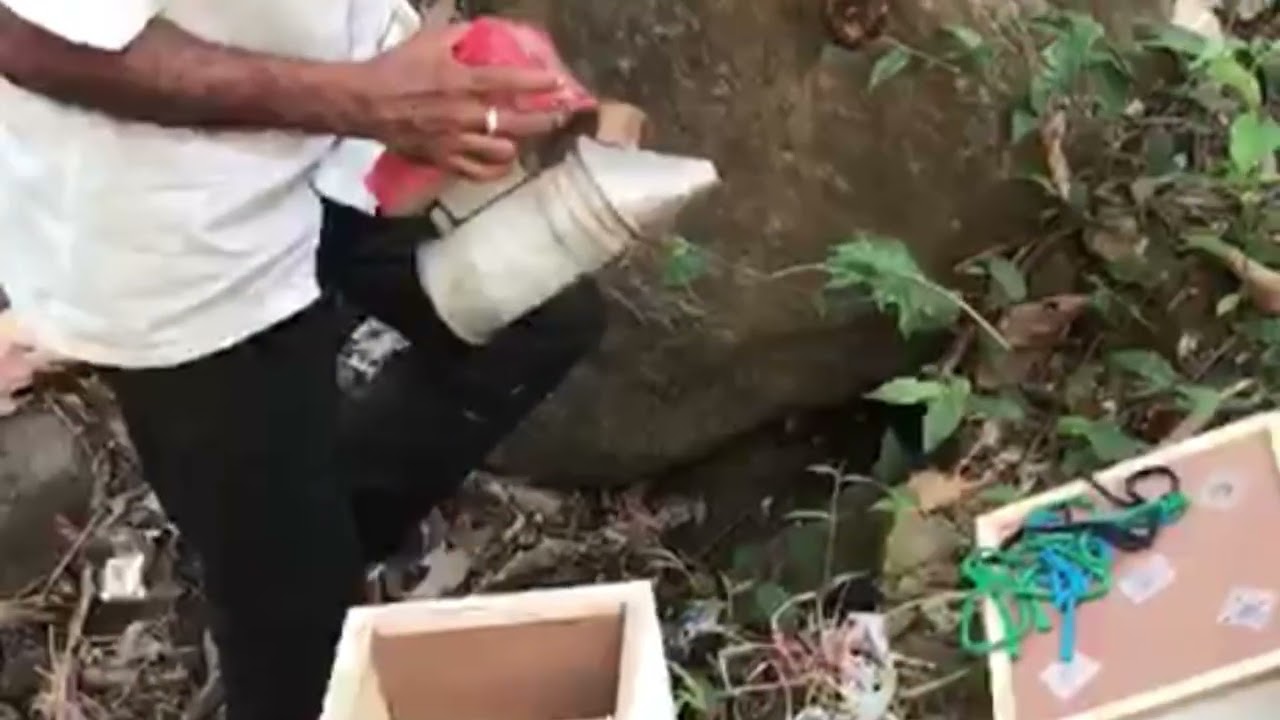 මී මැසි ජනපදයක් පෙට්ටි ගත කිරීමක්. #bee #beekeeping #beekeeper #beehony