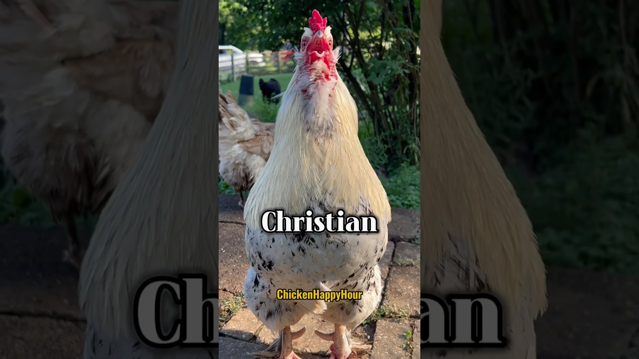 Frankie #rooster calls #christian #cristian #chris #cris #funnymemes #shortsviral #chicken #comedy