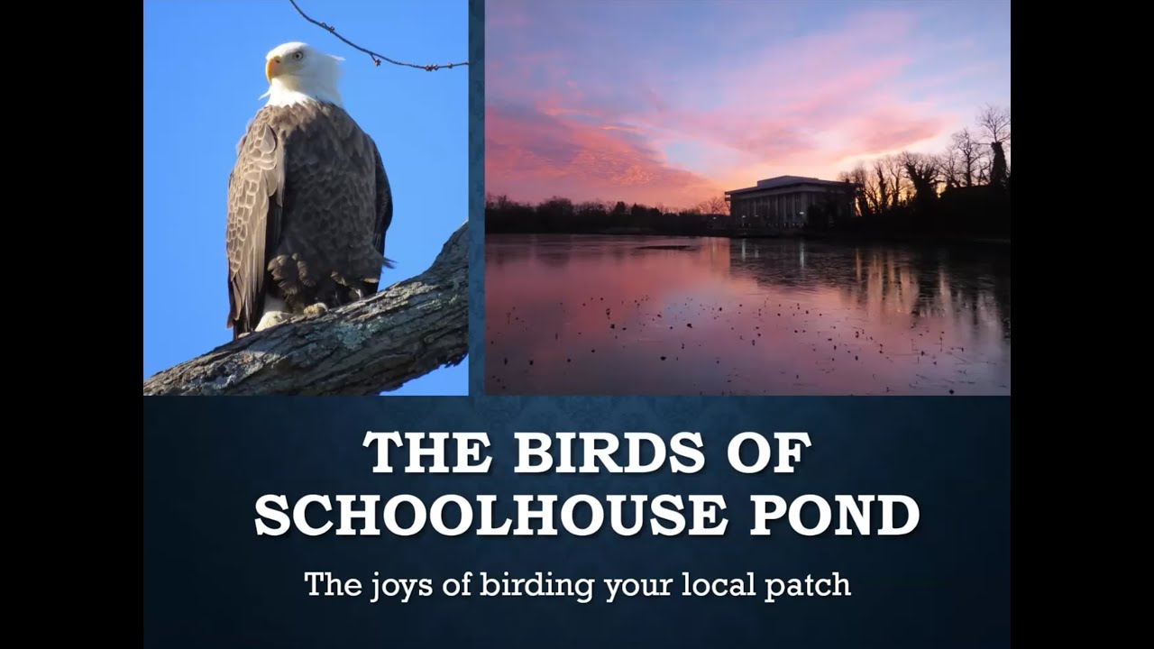 Fred Shaffer: The Birds of Schoolhouse Pond