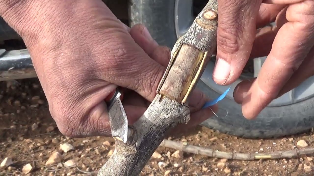 زراعة الخروب مع حسن : التلقيم بالعين (تطعيم شجرة الخروب) ؟