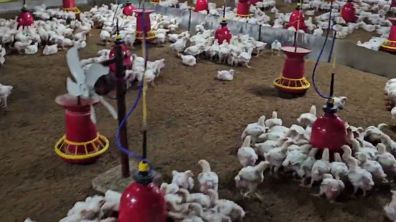 21 days vaccine last vaccine of Broiler Chicks