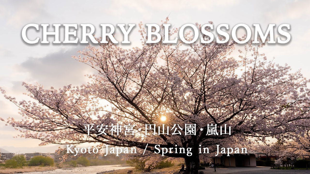 Cherry Blossoms Spring Music for Work/Study/Relax 作業集中・勉強・読書・リラックス