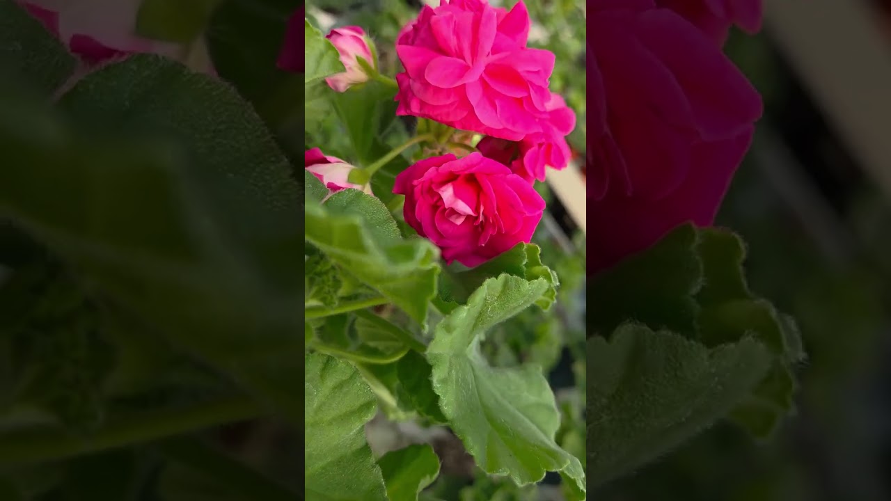 이번 주 금요일 러시아제라늄 분양 예정입니다.~