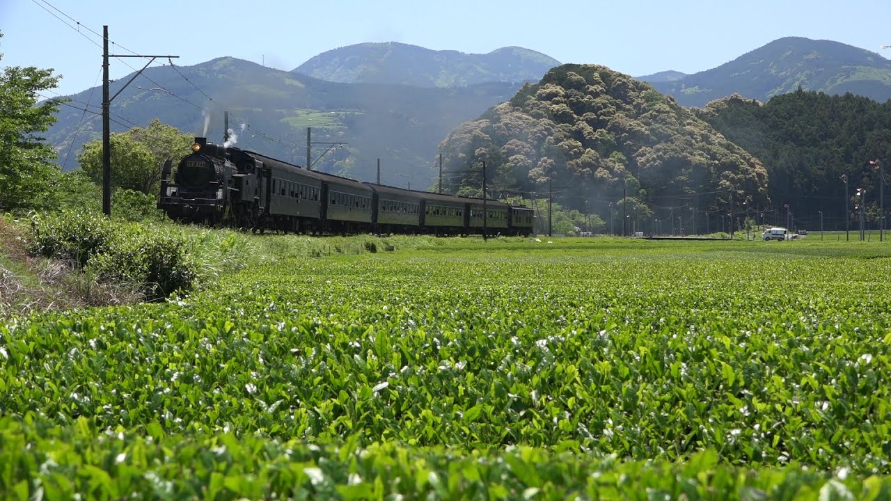 大井川鐵道 抜里は茶摘みで大忙し 2016年5月5日