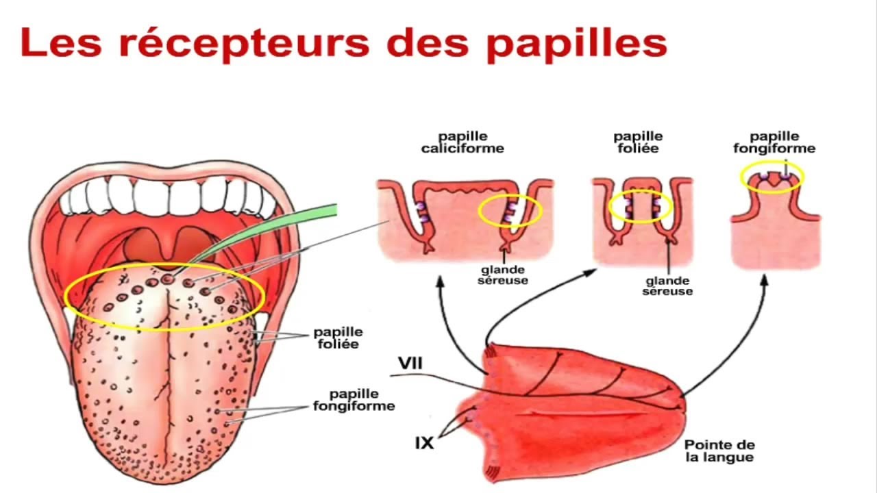 Physiologie du go&ucirc;t