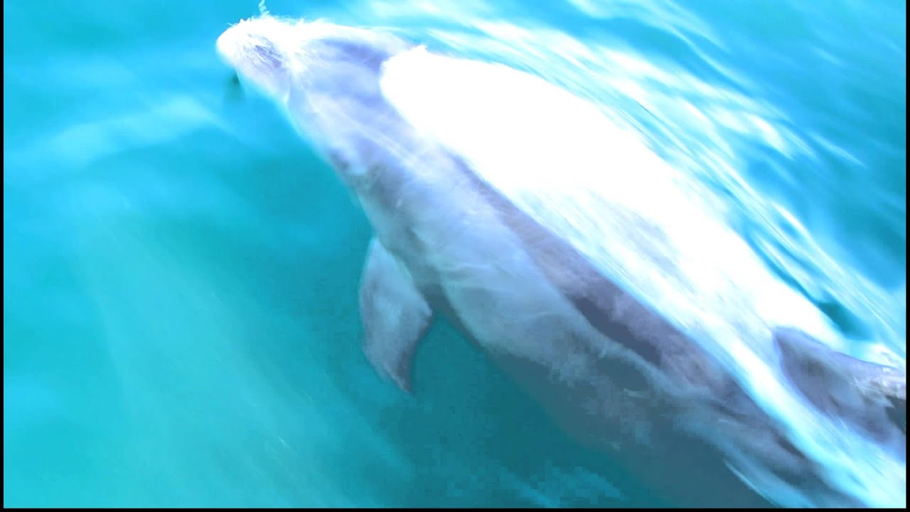 Dolphin Escort Upper Gulf of California Sea of Cortez