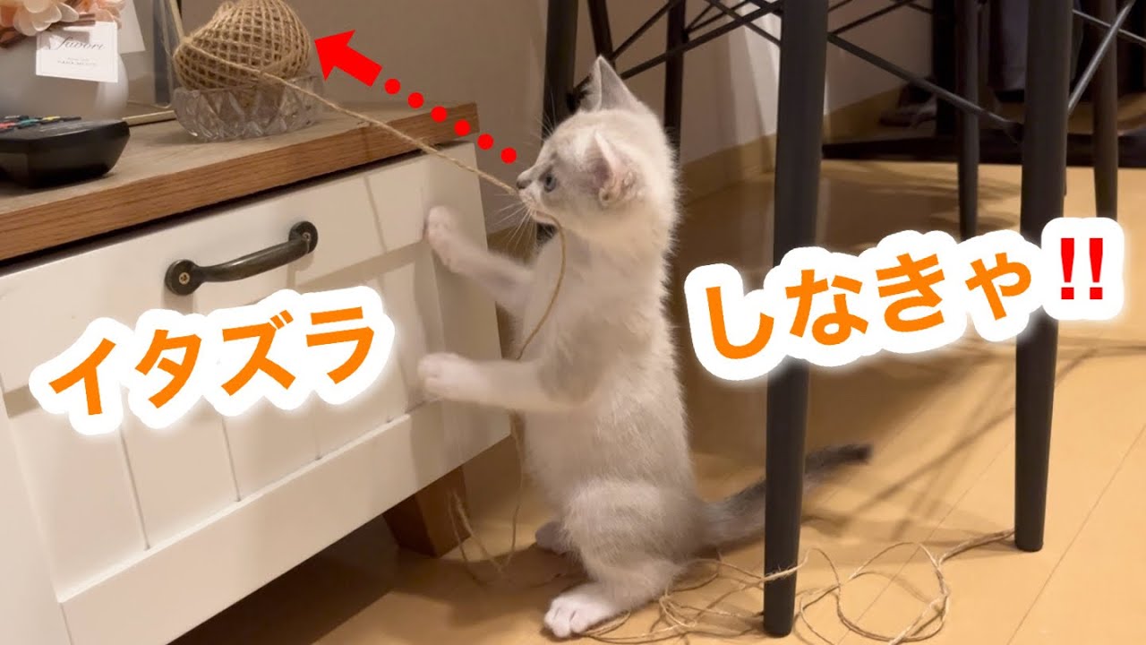 テレビ台の上の麻紐を見つけた子猫、こうなりました🐱