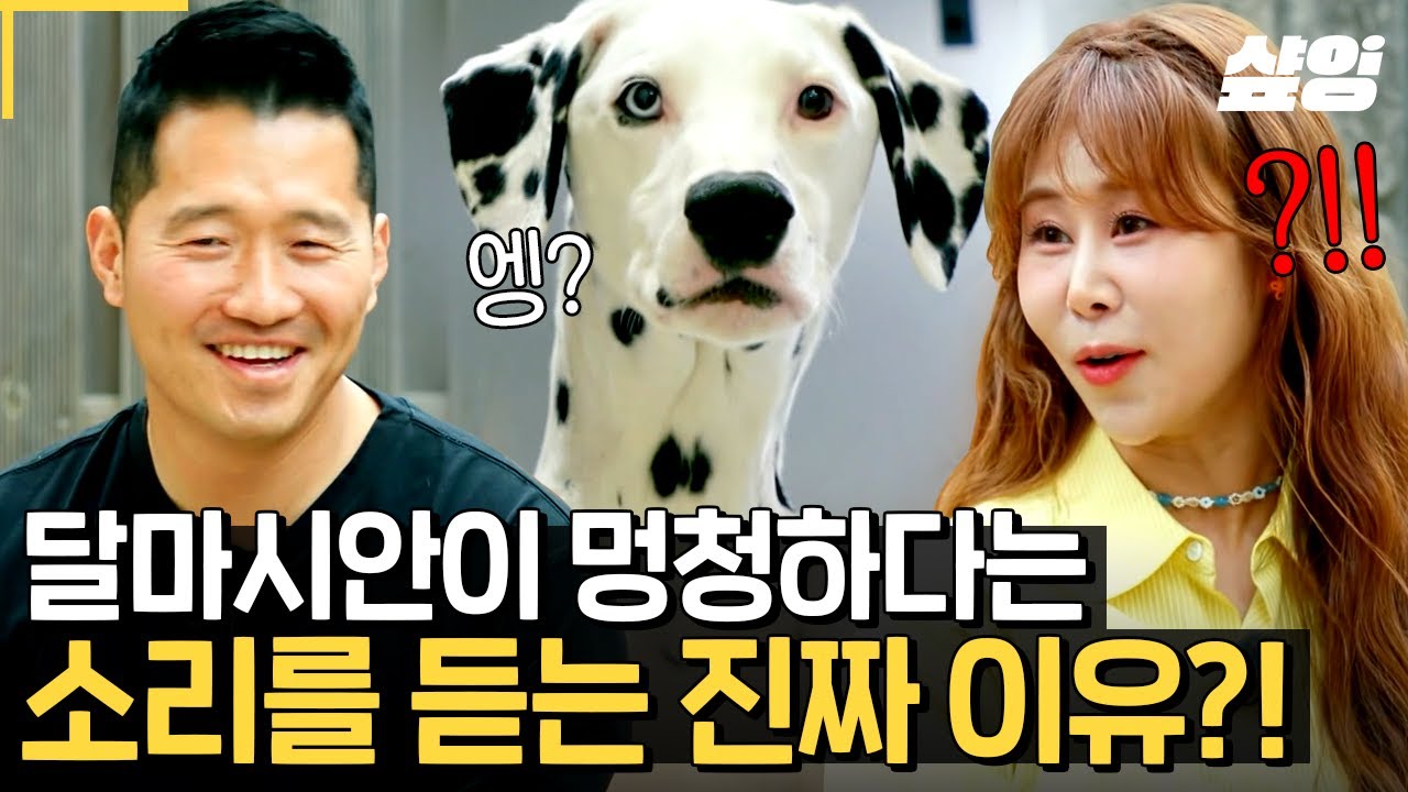 [#고독한훈련사] 달마시안은 청력이 좋지 않다고😲 백일이가 둔했던 이유..?! 사실은 열혈 개 엄마였던 서준 맘이 키우는 대형견 달마시안 백일이와 레트리버 꼼디 이야기🐾