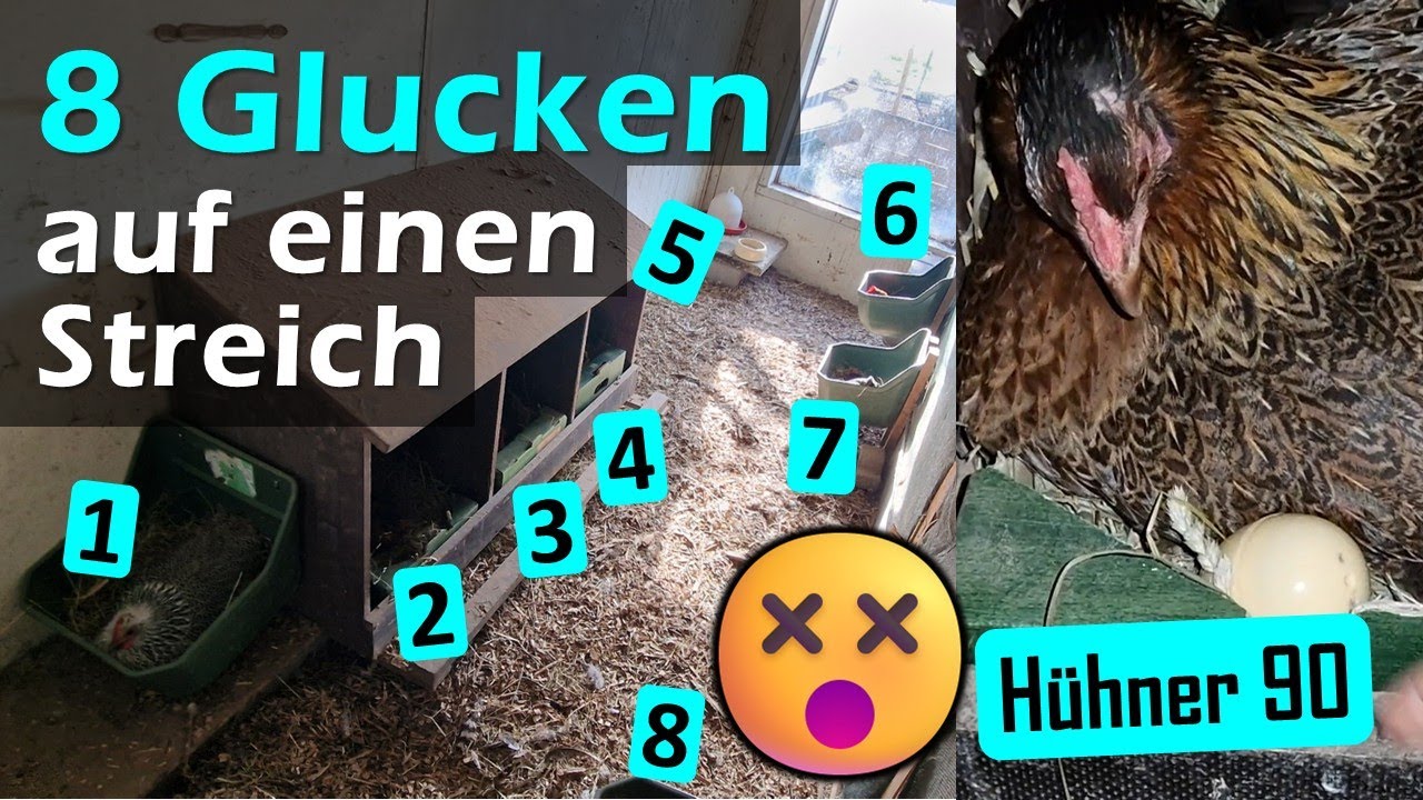 🤯 Glucken Telenovela mit 8 Hennen😂 #H&uuml;hner 90
