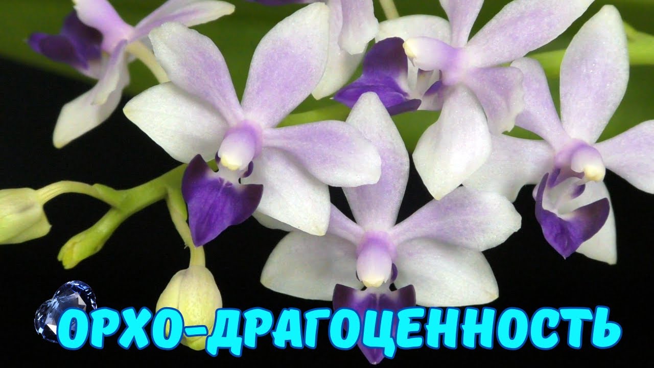 Необычные  