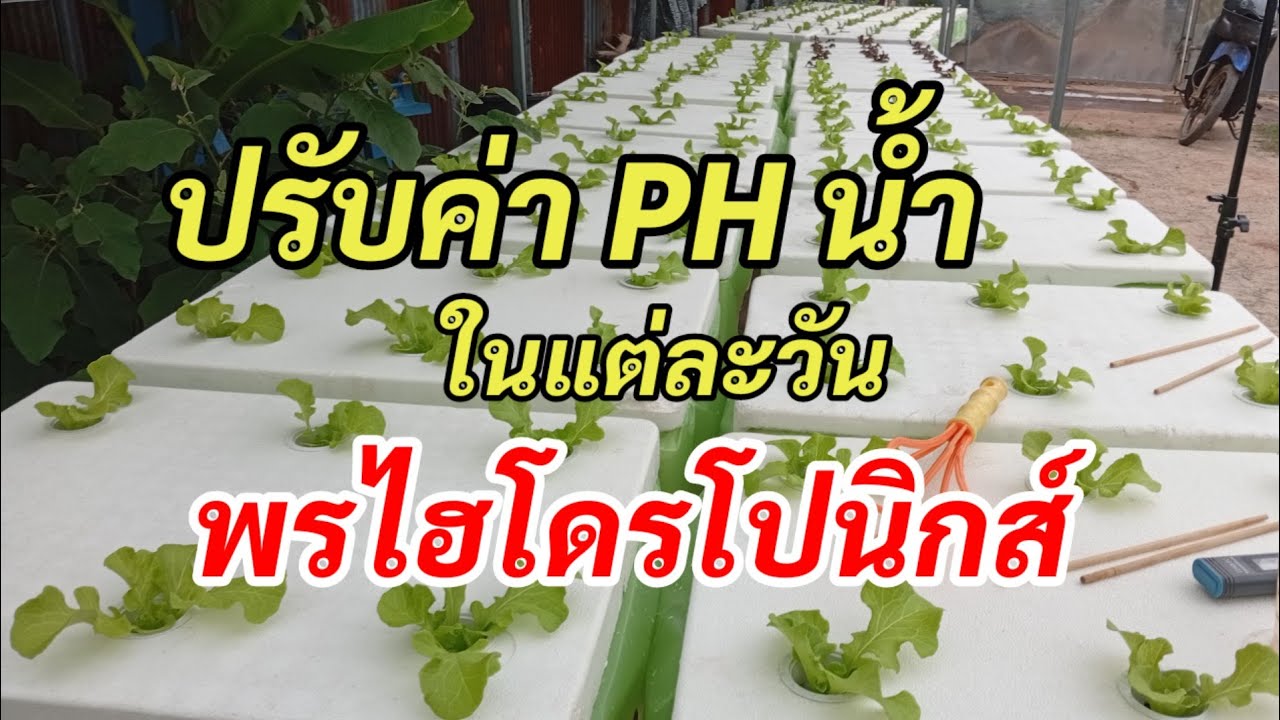 ปรับค่า PH น้ำสวนผักสลัด |พรไฮโดรโปนิกส์ ผักสลัดสูงเนิน 