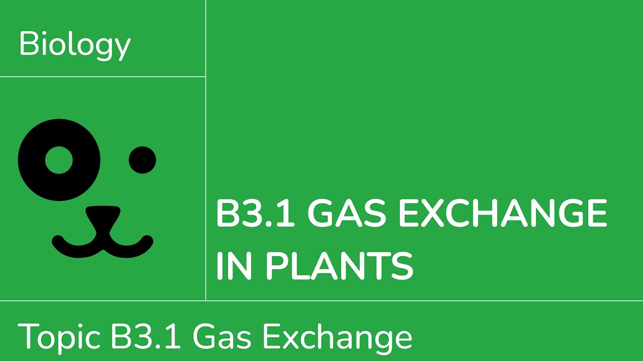 B3.1 Gas Exchange in Plants [IB Biology SL/HL]