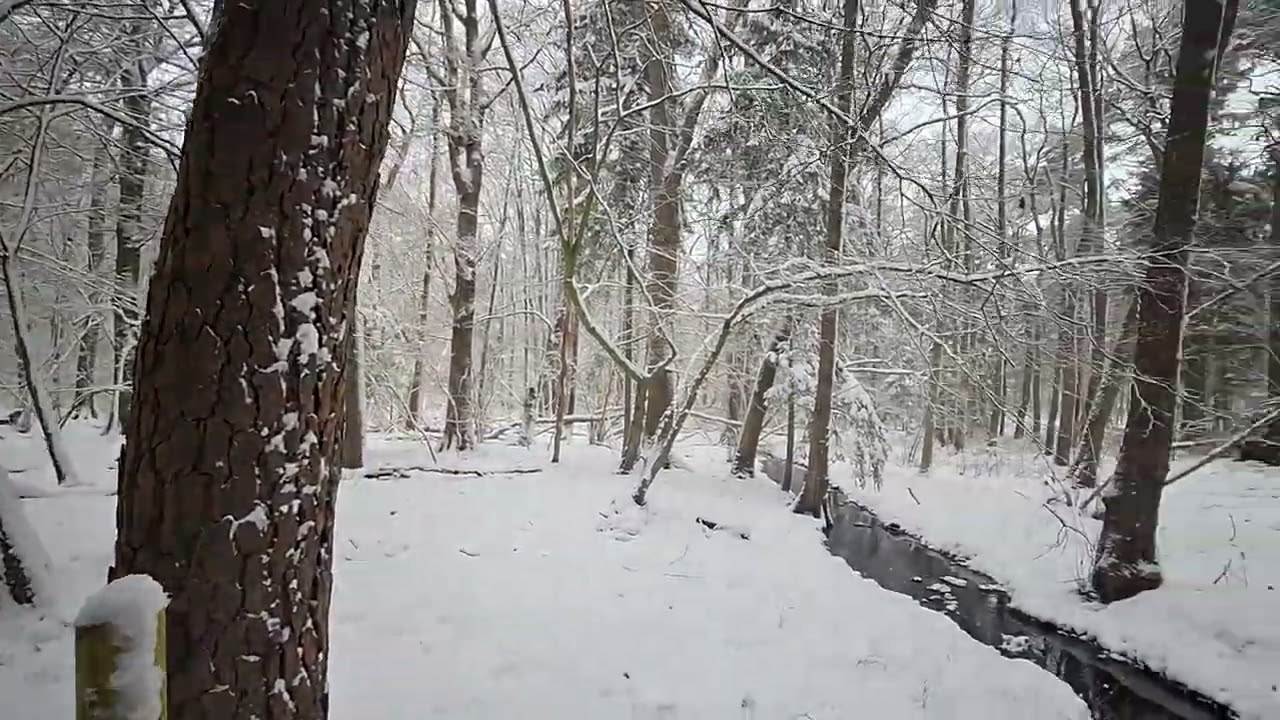 Winterwald Deutschland Niedersachsen  2026