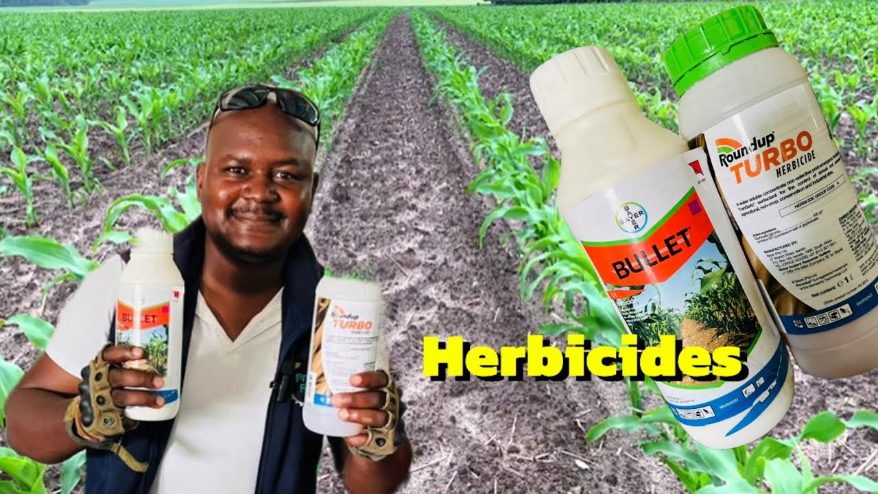ЛУЧШИЕ ГЕРБИЦИДЫ ДЛЯ КУКУРУЗЫ 🌽 В ЗАМБИИ 🇿🇲 | ROUND UP 1L (ГЛИФОСАТ) И BULLET 1L | OMNIA CHOMA