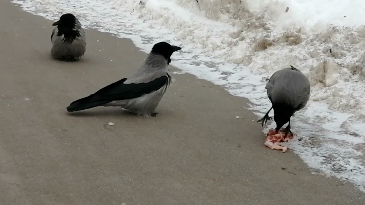 Доминантная ворона заставляет других ждать / Hierarchy in a group of crows. High ranking crow Hog 