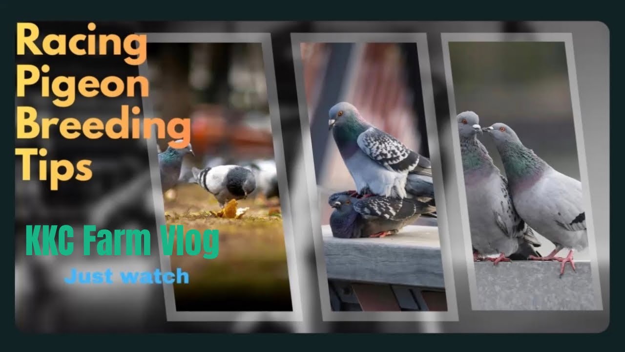 Pigeon Breeding Tips for Beginners | KKC Farm Vlog 🐦