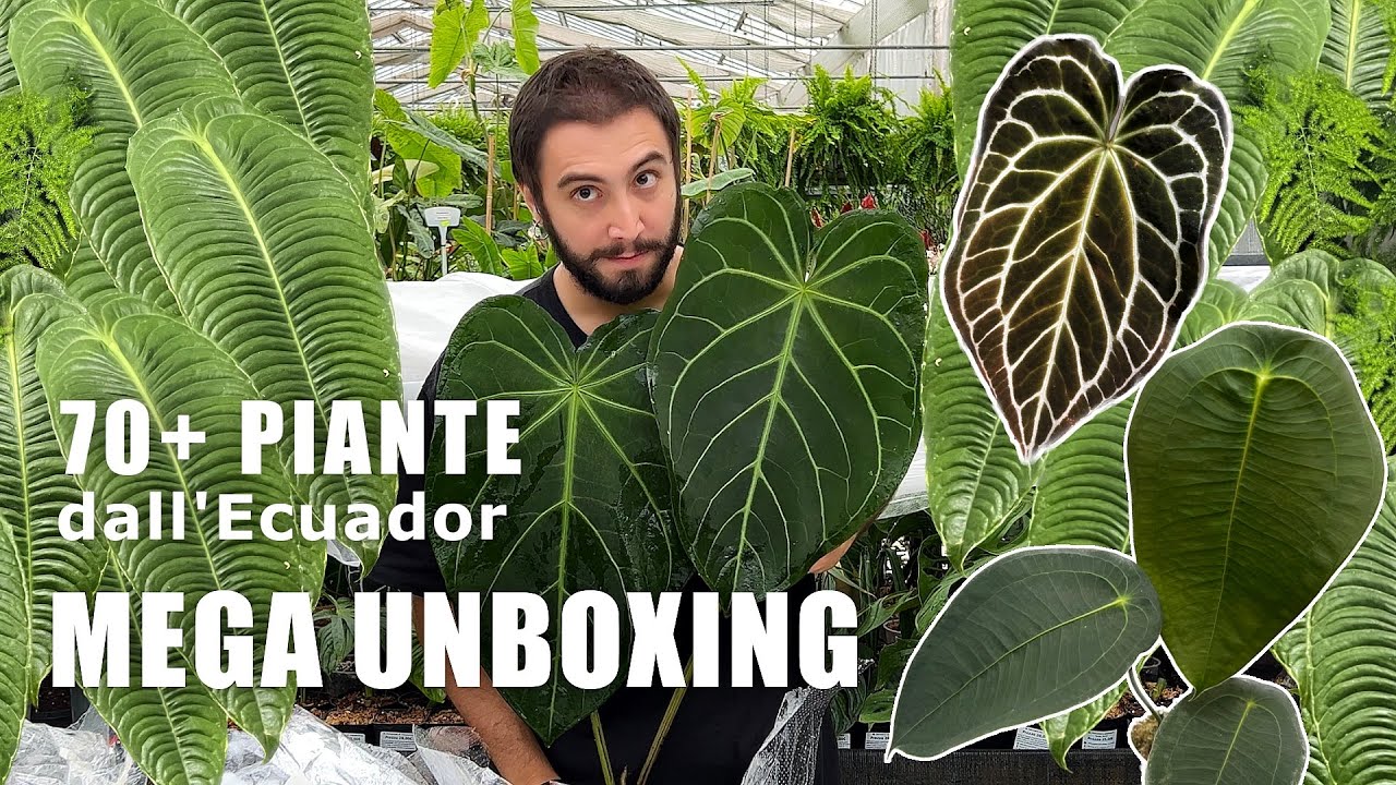 70+ Piante Importate dall'Ecuador: Come Le Coltivo