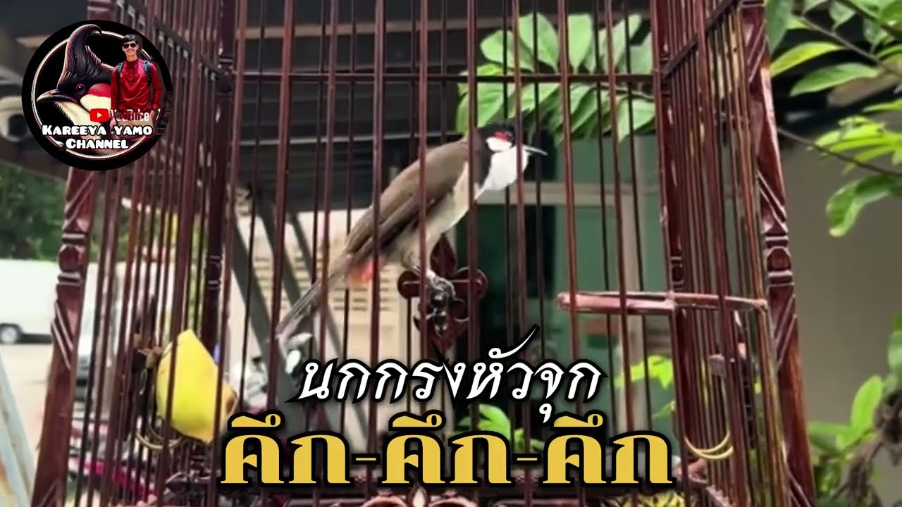นกกรงหัวจุก ร้องอย่างคึกคัก คึก-คึก-คึก