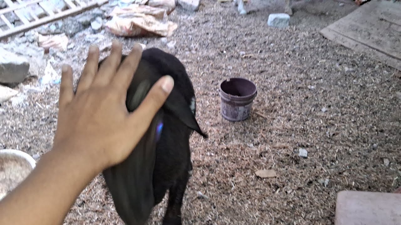 Turkey dumbe ne ladna shuru kar diya