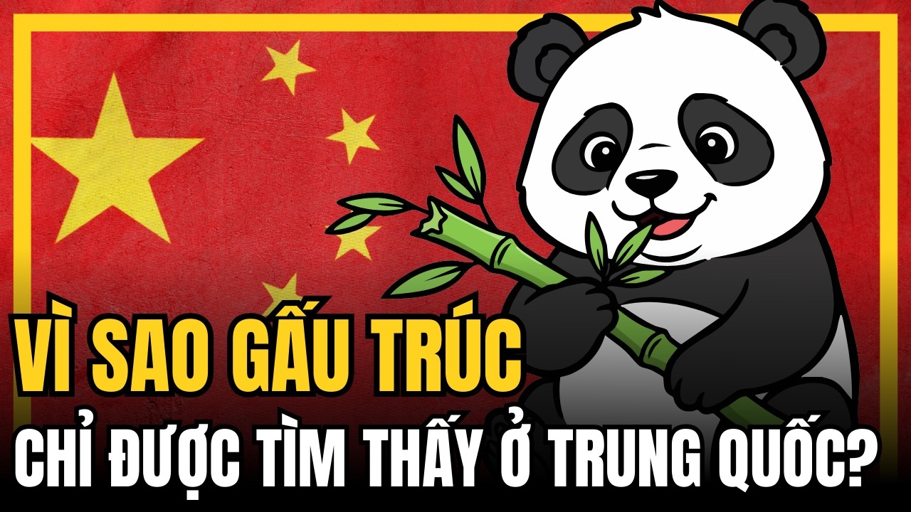Vì sao gấu trúc chỉ được tìm thấy ở Trung Quốc ?