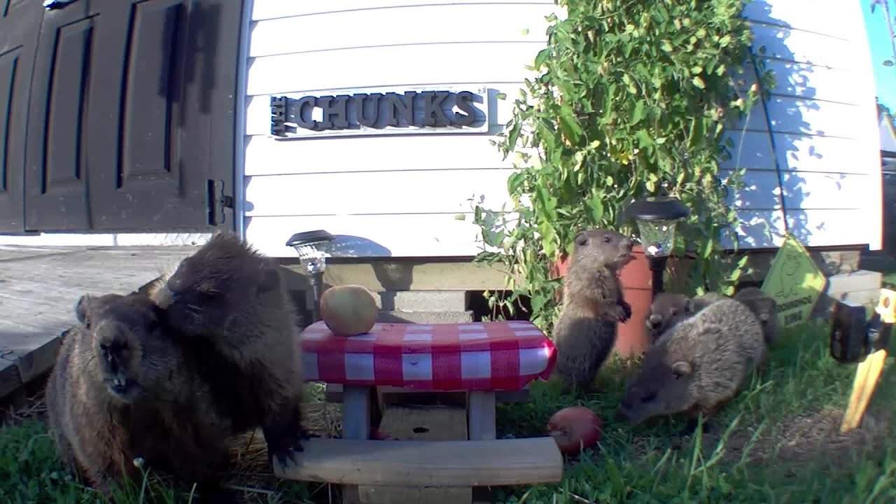 Did I Just See A 5th Baby?! 5 Babies!