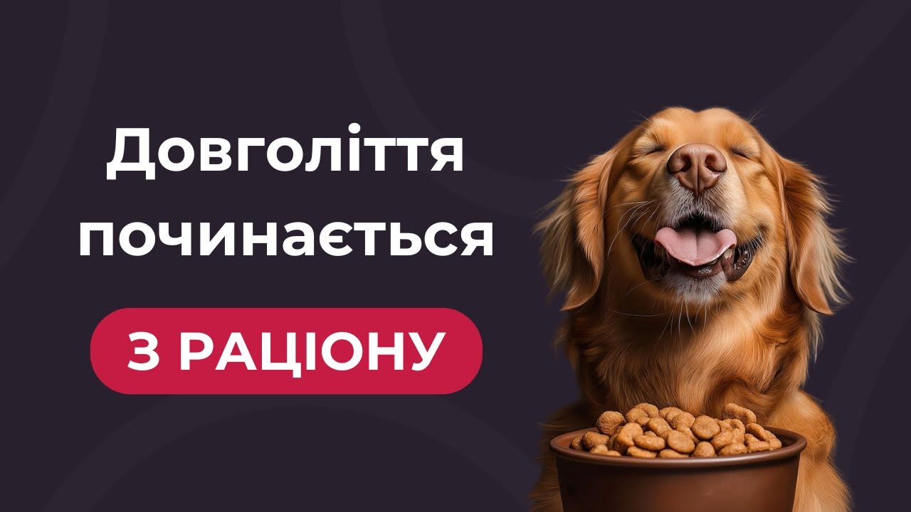 Як подовжити життя улюбленця завдяки харчуванню 🤔