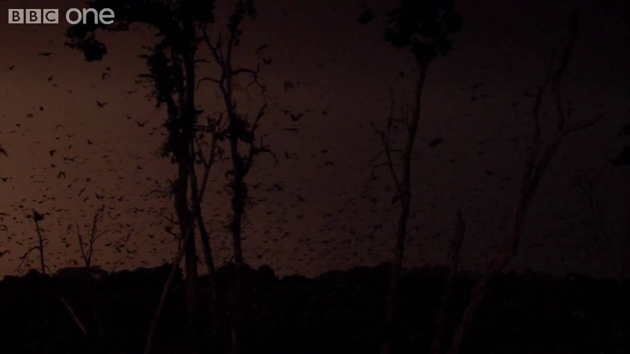 Life - The world's largest gathering of fruit bats - BBC