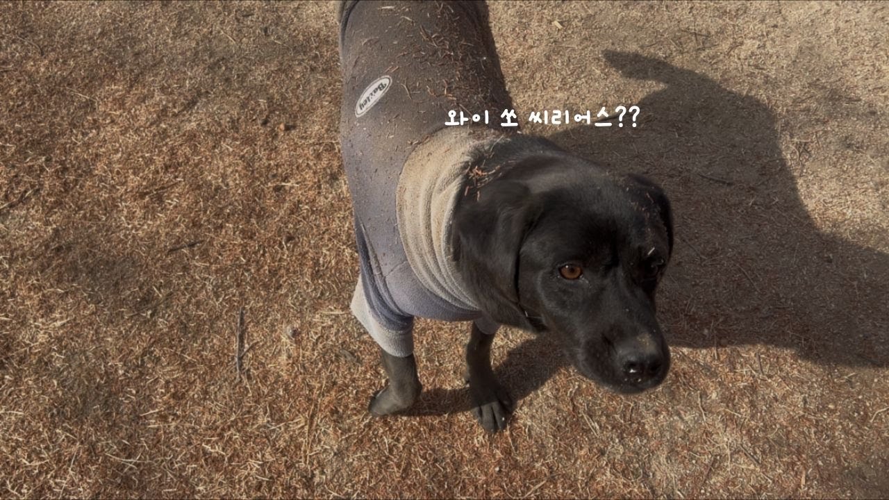 누가 누가 더 더럽나 내기하는 진돗개와 미니리트리버