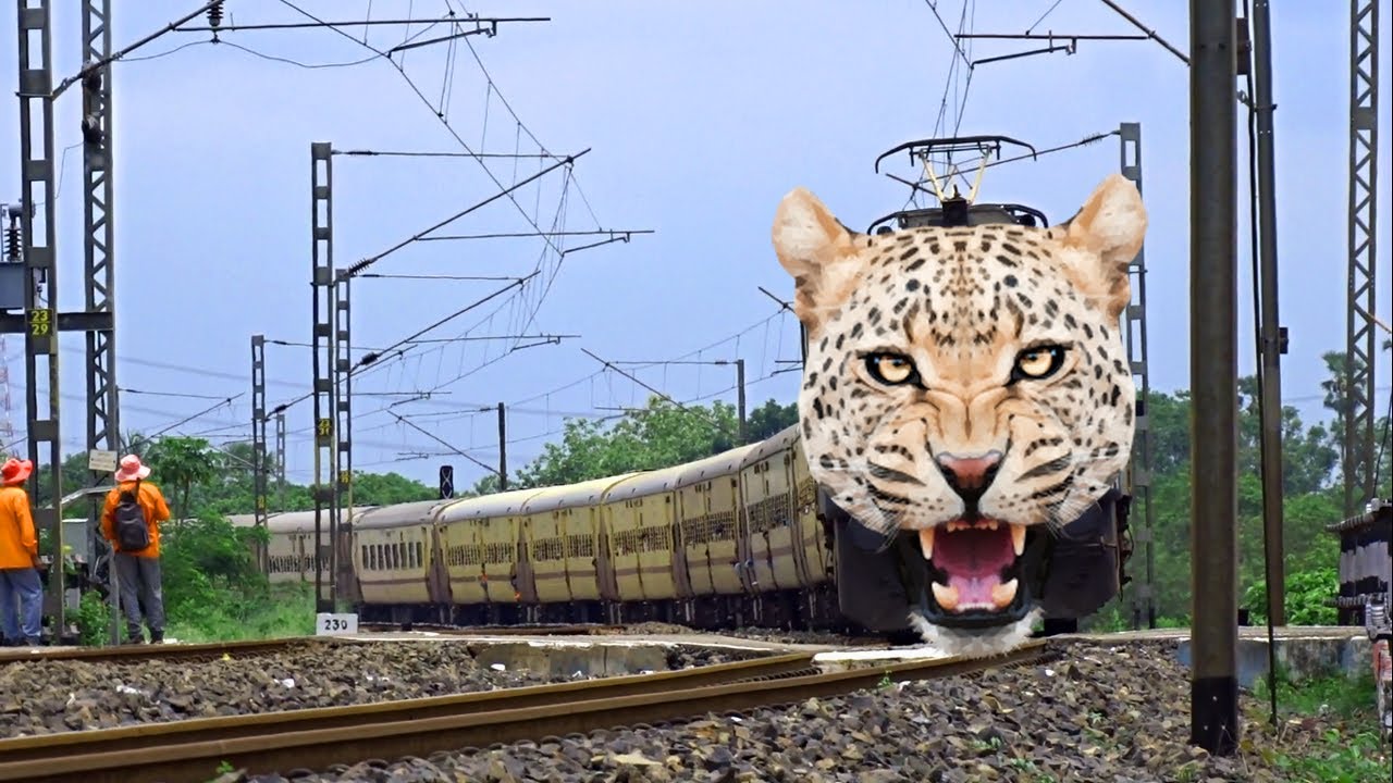 Cheetah Headed Intercity Express Dangerous run Level Crossing