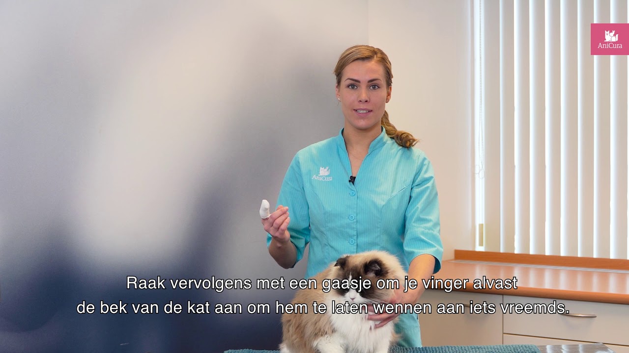 Instructie: hoe poets je de tanden van je kat?