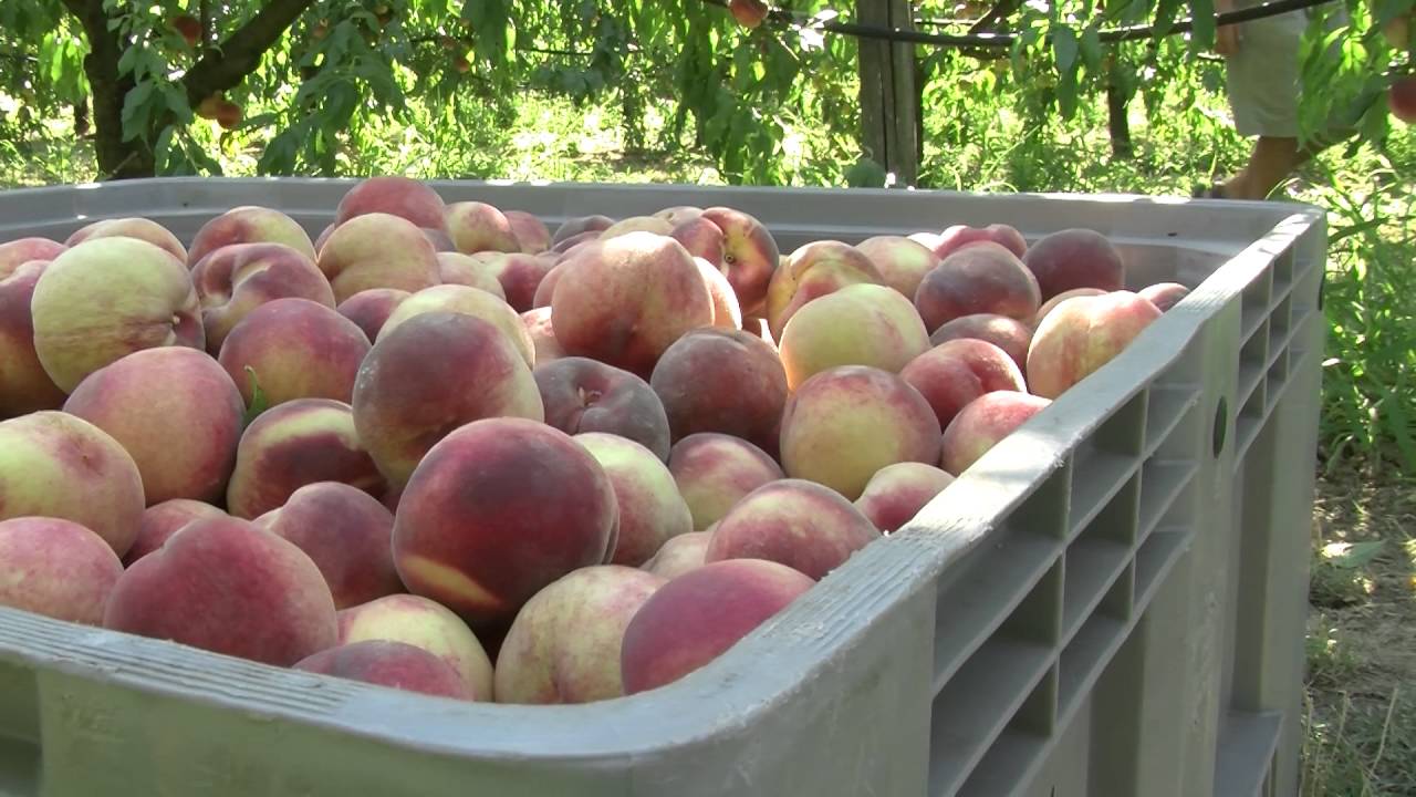 ROMAGNA: Frutta, notizie positive dai coltivatori - VIDEO