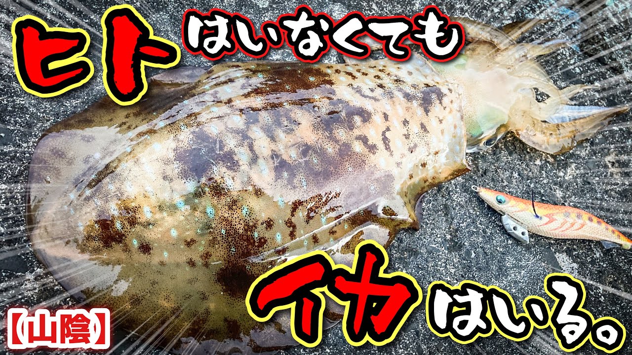 【春イカエギング】人が寄りつかない不人気な漁港でエギを投げた結果…