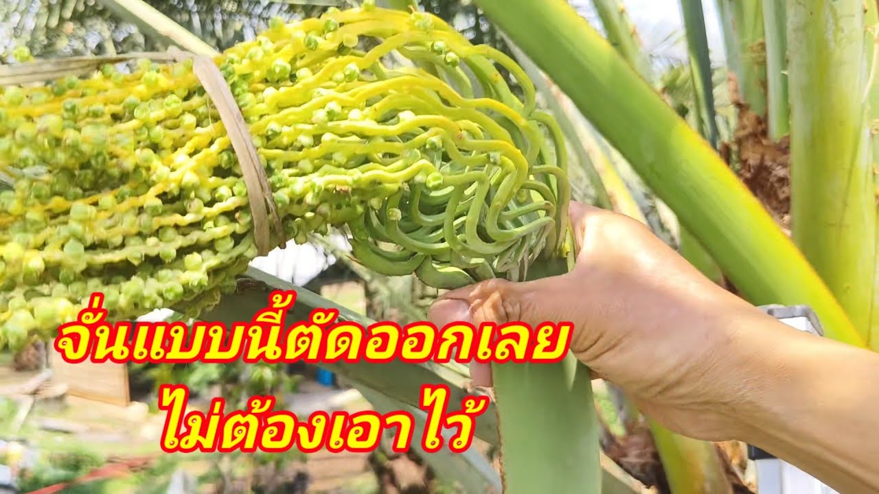 อินทผลัมจั่นนี้ตัดทิ้งเลยไม่ต้องเอาไว้ ไม่โตโน้มจั่นยาก#ตัดออกทิ้งเลย