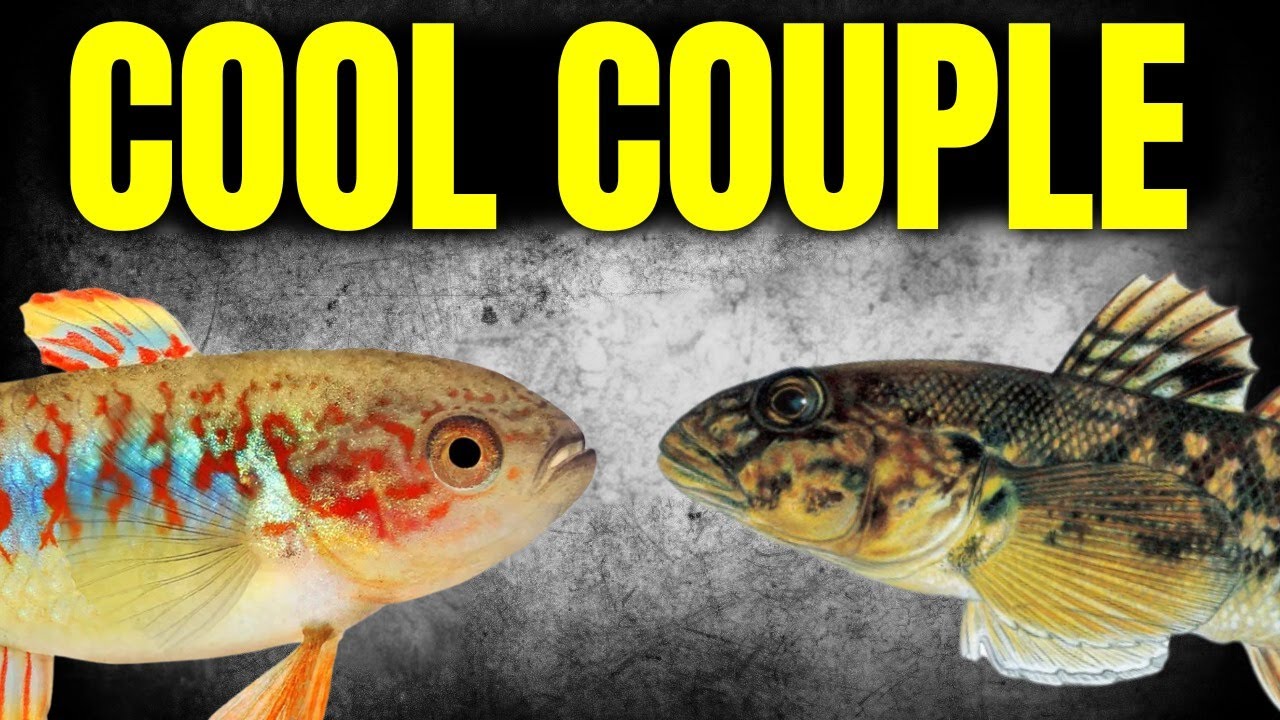 10 Odd Fish Combos That Actually Work