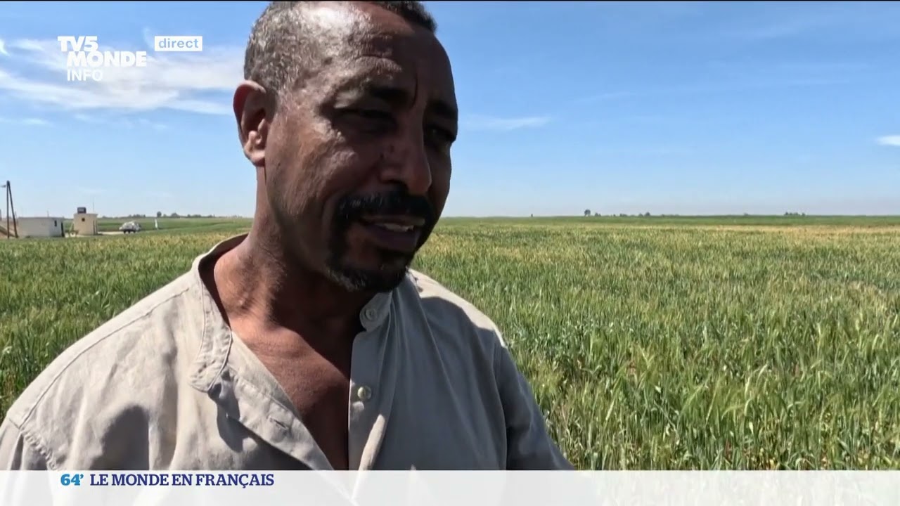 Maroc : des semences tolérantes à la sécheresse