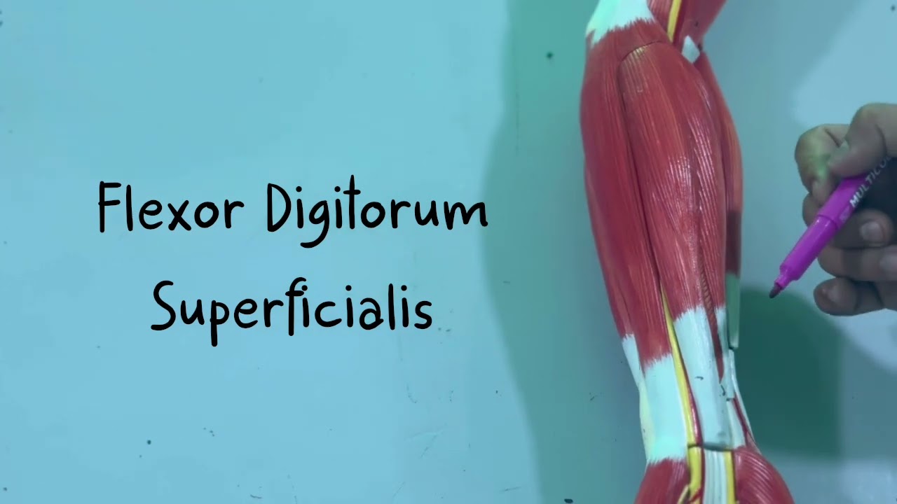 Anatomy: Muscles of the Anterior Forearm