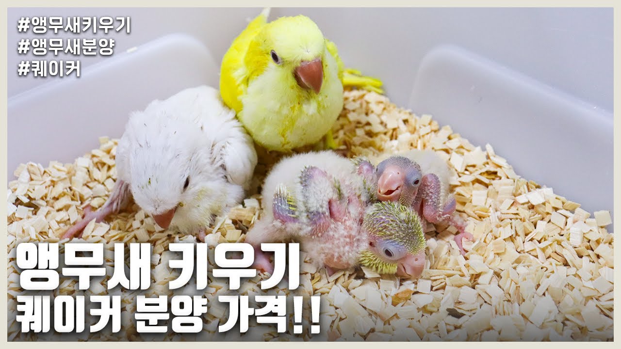 [Разведение попугаев] Цены на усыновление квакеров!! (ЛИП СЫН СУ)