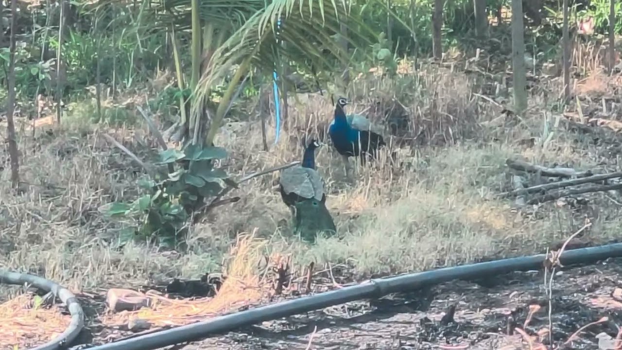 হ্যাঁ এটাই আমাদের ভারতবর্ষ এটাই আমাদের দেশ