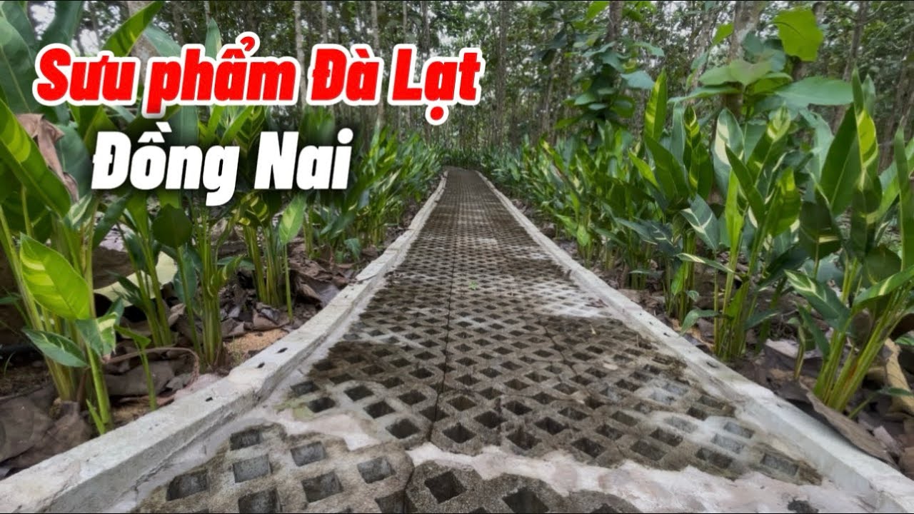 Bán gấp sưu phẩm Đà Lạt thu nhỏ tại Đồng Nai .